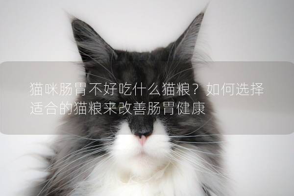 貓咪腸胃不好吃什么貓糧？如何選擇適合的貓糧來改善腸胃健康