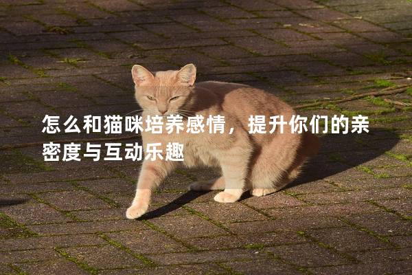 怎么和貓咪培養(yǎng)感情，提升你們的親密度與互動樂趣