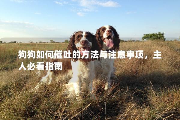 狗狗如何催吐的方法與注意事項(xiàng)，主人必看指南