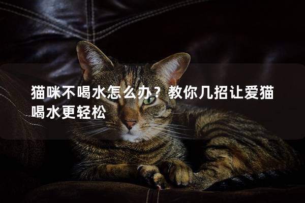 貓咪不喝水怎么辦？教你幾招讓愛貓喝水更輕松