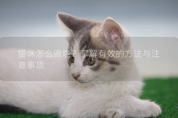 貓咪怎么退燒？了解有效的方法與注意事項(xiàng)