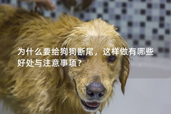 為什么要給狗狗斷尾，這樣做有哪些好處與注意事項？