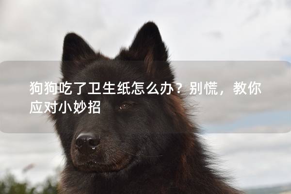 狗狗吃了衛生紙怎么辦？別慌，教你應對小妙招