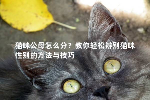 貓咪公母怎么分？教你輕松辨別貓咪性別的方法與技巧