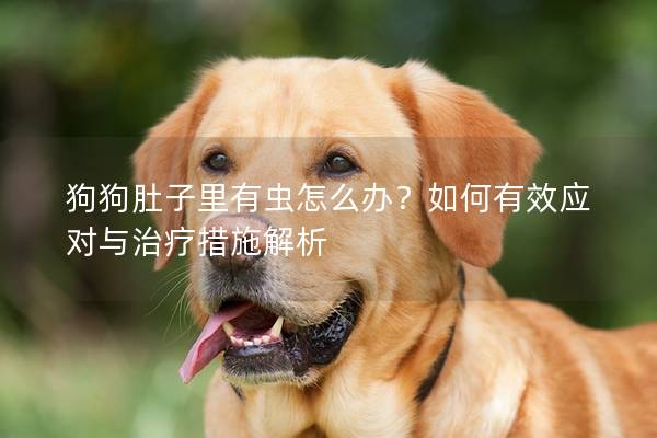 狗狗肚子里有蟲怎么辦？如何有效應對與治療措施解析