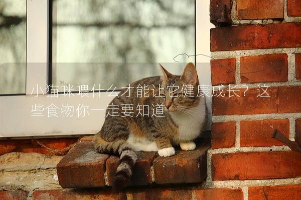 小貓咪喂什么才能讓它健康成長？這些食物你一定要知道