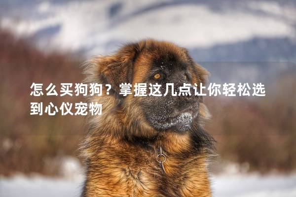 怎么買狗狗？掌握這幾點讓你輕松選到心儀寵物