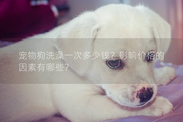 寵物狗洗澡一次多少錢？影響價格的因素有哪些？