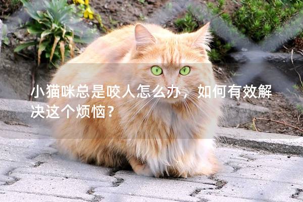 小貓咪總是咬人怎么辦，如何有效解決這個煩惱？
