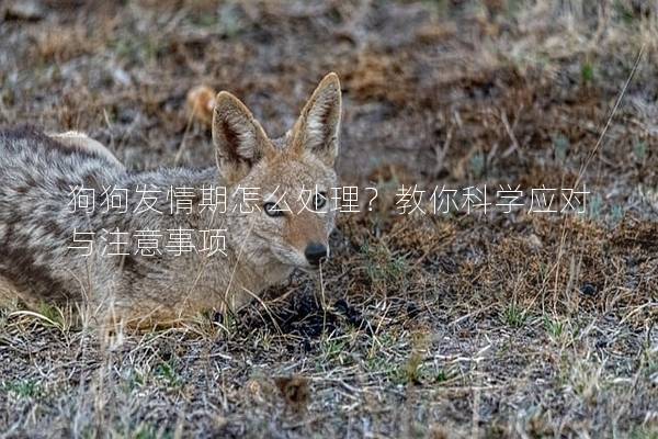 狗狗發(fā)情期怎么處理？教你科學(xué)應(yīng)對與注意事項(xiàng)