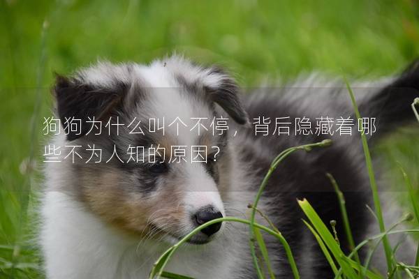 狗狗為什么叫個不停，背后隱藏著哪些不為人知的原因？
