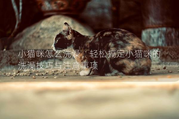 小貓咪怎么洗澡，輕松搞定小貓咪的洗澡技巧與注意事項