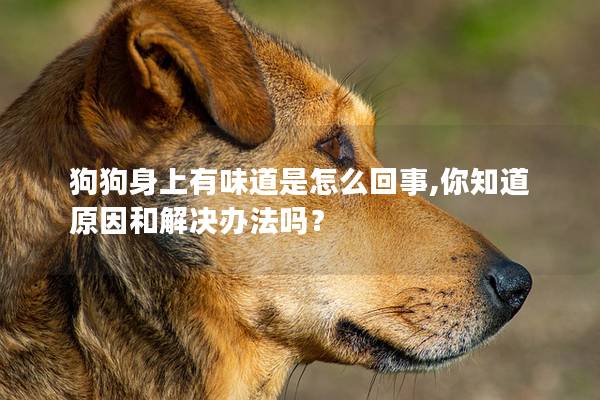 狗狗身上有味道是怎么回事,你知道原因和解決辦法嗎？