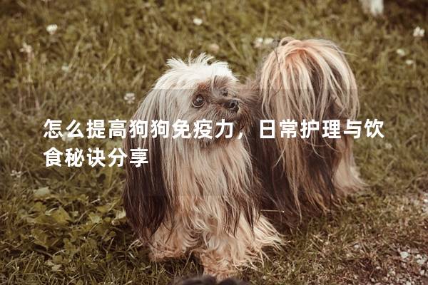 怎么提高狗狗免疫力,日常護理與飲食秘訣分享 怎么提高狗狗免疫力,日常護理與飲食秘訣分享