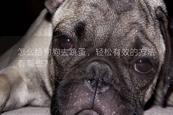 怎么給狗狗去跳蚤，輕松有效的方法有哪些？