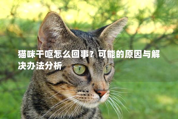 貓咪干嘔怎么回事？可能的原因與解決辦法分析