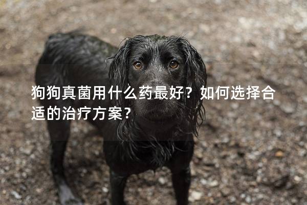 狗狗真菌用什么藥最好？如何選擇合適的治療方案？