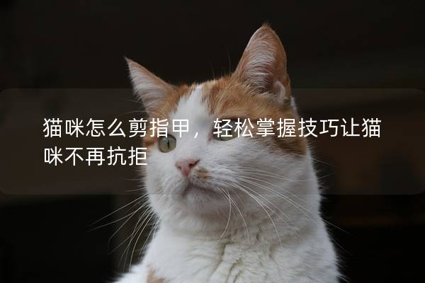 貓咪怎么剪指甲，輕松掌握技巧讓貓咪不再抗拒