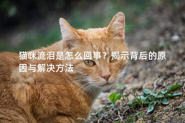 貓咪流淚是怎么回事？揭示背后的原因與解決方法
