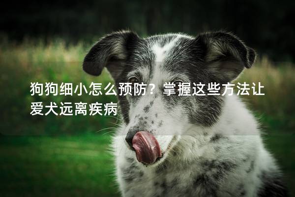 狗狗細小怎么預(yù)防？掌握這些方法讓愛犬遠離疾病