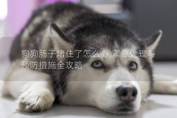 狗狗腸子堵住了怎么辦,緊急處理與預防措施全攻略