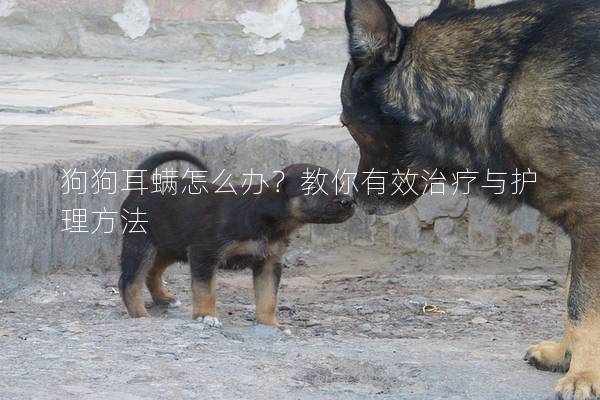 狗狗耳螨怎么辦？教你有效治療與護理方法