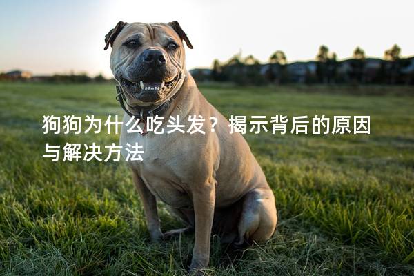 狗狗為什么吃頭發？揭示背后的原因與解決方法