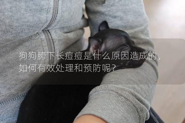 狗狗胯下長痘痘是什么原因造成的，如何有效處理和預防呢？