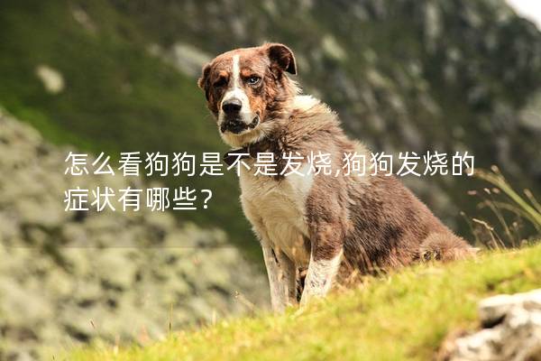 怎么看狗狗是不是發燒,狗狗發燒的癥狀有哪些？