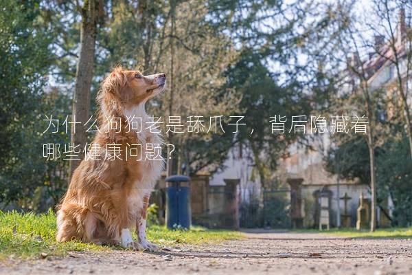 為什么狗狗老是舔爪子，背后隱藏著哪些健康問題？