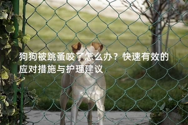 狗狗被跳蚤咬了怎么辦？快速有效的應(yīng)對(duì)措施與護(hù)理建議