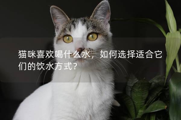 貓咪喜歡喝什么水，如何選擇適合它們的飲水方式？