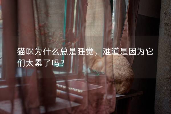 貓咪為什么總是睡覺，難道是因為它們太累了嗎？