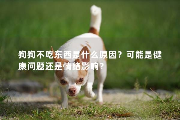 狗狗不吃東西是什么原因？可能是健康問(wèn)題還是情緒影響？