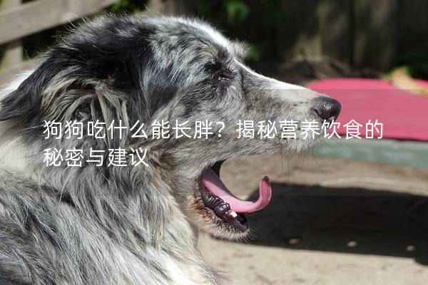 狗狗吃什么能長胖？揭秘營養(yǎng)飲食的秘密與建議