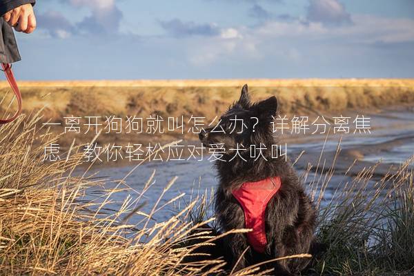 一離開狗狗就叫怎么辦？詳解分離焦慮，教你輕松應對愛犬吠叫