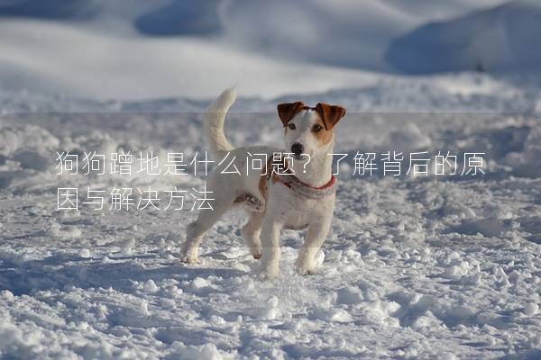 狗狗蹭地是什么問題？了解背后的原因與解決方法