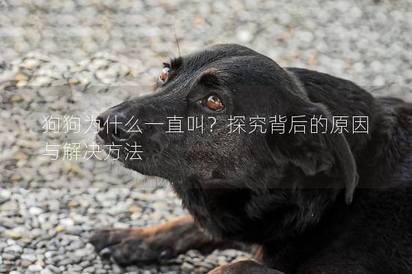 狗狗為什么一直叫?探究背后的原因與解決方法 狗狗為什么一直叫?探究背后的原因與解決方法