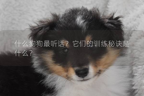 什么狗狗最聽話?它們的訓(xùn)練秘訣是什么? 什么狗狗最聽話?它們的訓(xùn)練秘訣是什么?