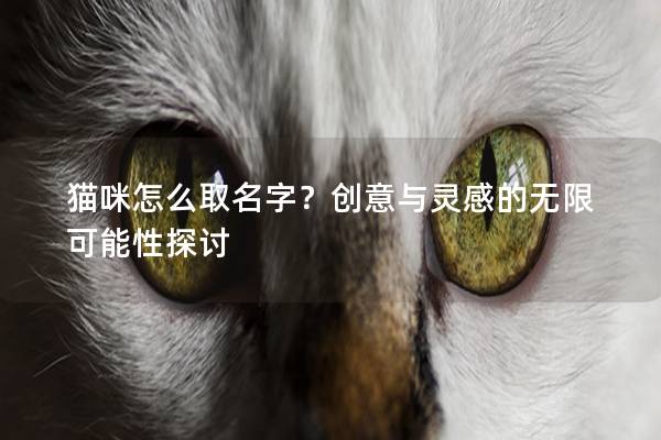 貓咪怎么取名字？創意與靈感的無限可能性探討