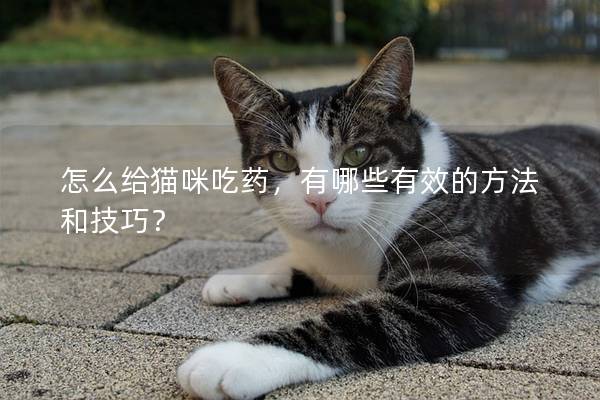 怎么給貓咪吃藥，有哪些有效的方法和技巧？