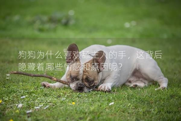 狗狗為什么喜歡舔主人的手，這背后隱藏著哪些情感和原因呢？