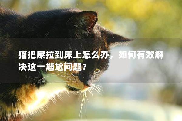 貓把屎拉到床上怎么辦，如何有效解決這一尷尬問題？