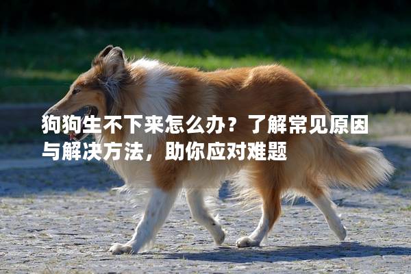 狗狗生不下來怎么辦？了解常見原因與解決方法，助你應(yīng)對(duì)難題
