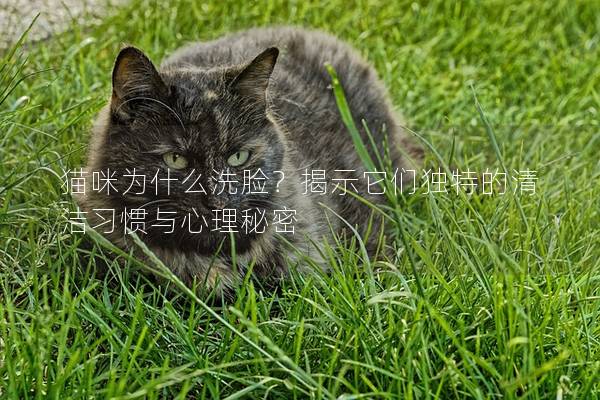 貓咪為什么洗臉？揭示它們獨特的清潔習慣與心理秘密