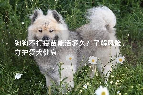 狗狗不打疫苗能活多久？了解風(fēng)險(xiǎn)，守護(hù)愛(ài)犬健康