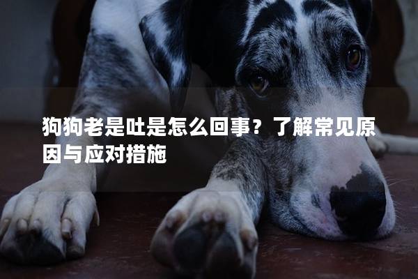 狗狗老是吐是怎么回事?了解常見原因與應對措施 狗狗老是吐是怎么回事?了解常見原因與應對措施
