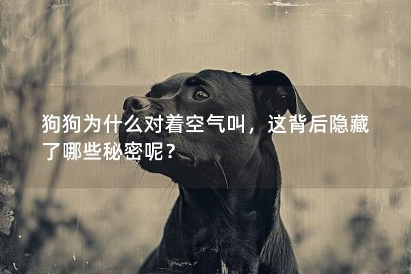 狗狗為什么對著空氣叫，這背后隱藏了哪些秘密呢？