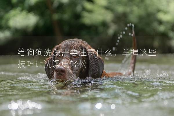 給狗狗洗澡需要注意什么，掌握這些技巧讓洗澡更輕松