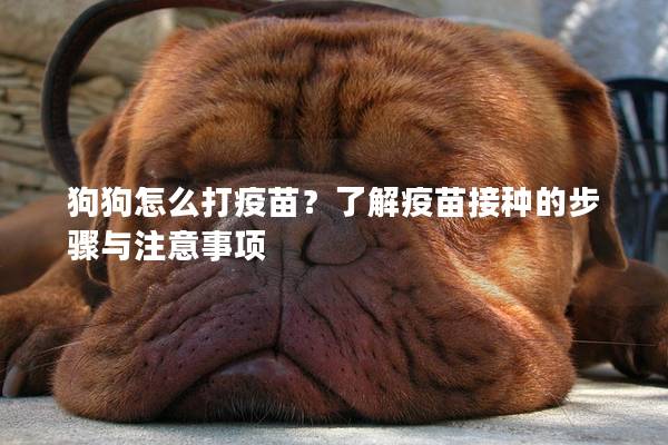 狗狗怎么打疫苗?了解疫苗接種的步驟與注意事項 狗狗怎么打疫苗?了解疫苗接種的步驟與注意事項